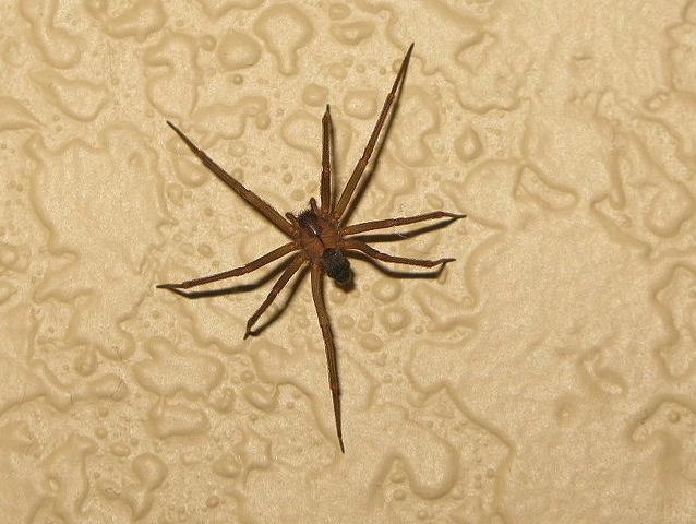Brown Recluse Spider {Image Credit: OakleyOriginals on Flickr http://www.flickr.com/photos/oakleyoriginals/3414329799/}