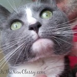 2 Ways To Show Pets Love That Promote Cat And Dog Weight Loss And Healthy Weight Maintenance #sponsored #hillspet