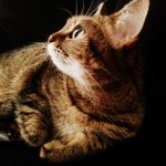 cat won't eat