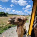 Watch Puff The Camel Steal Kenny's Food & Laugh!