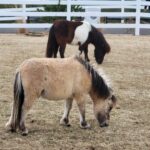 Check Out Sevierville's Newest Attraction: SkyLand Ranch