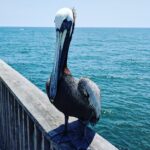 Alabama's Beaches: 7 Ways To Enjoy Gulf Shores & Orange Beach This Summer