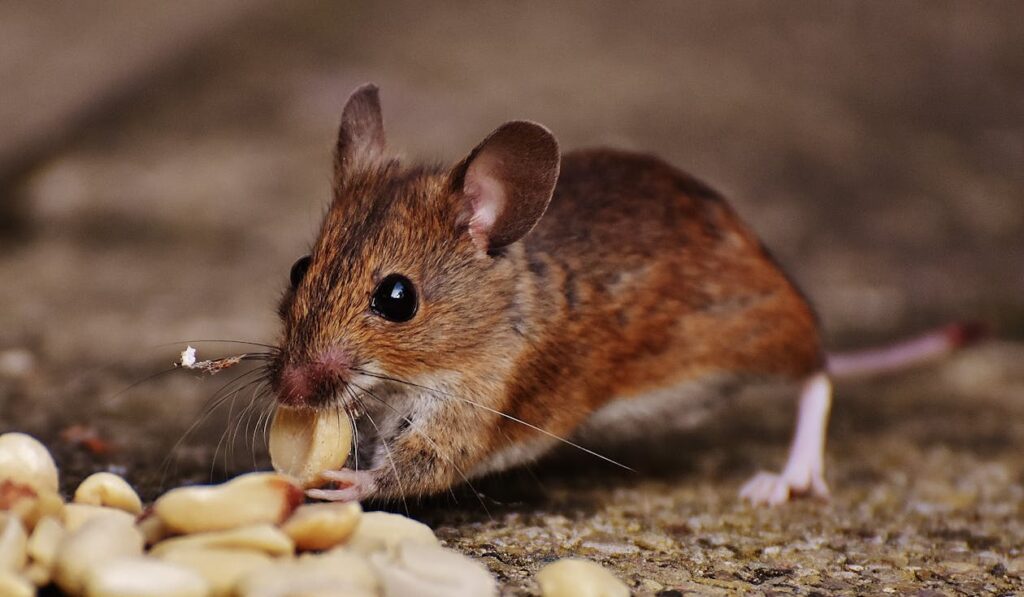 How Animal Lovers Can Prevent Pests In Their Homes