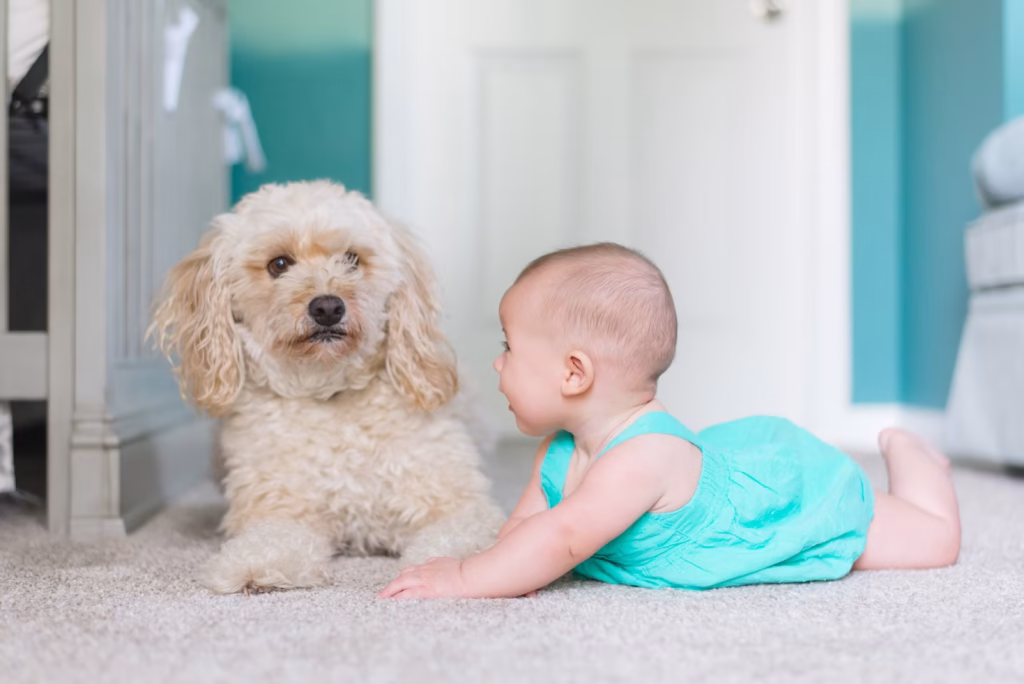 Why You Should Replace Your Carpet Sooner Rather Than Later